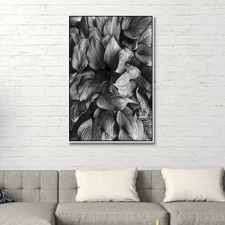 Hostas in Black and White Photography Art - Designity Art