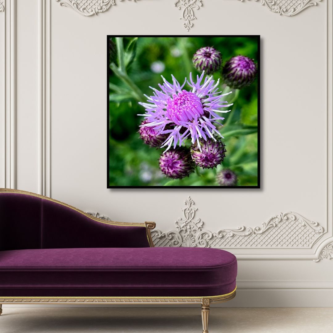 Young Thistle Photography Art - Designity Art