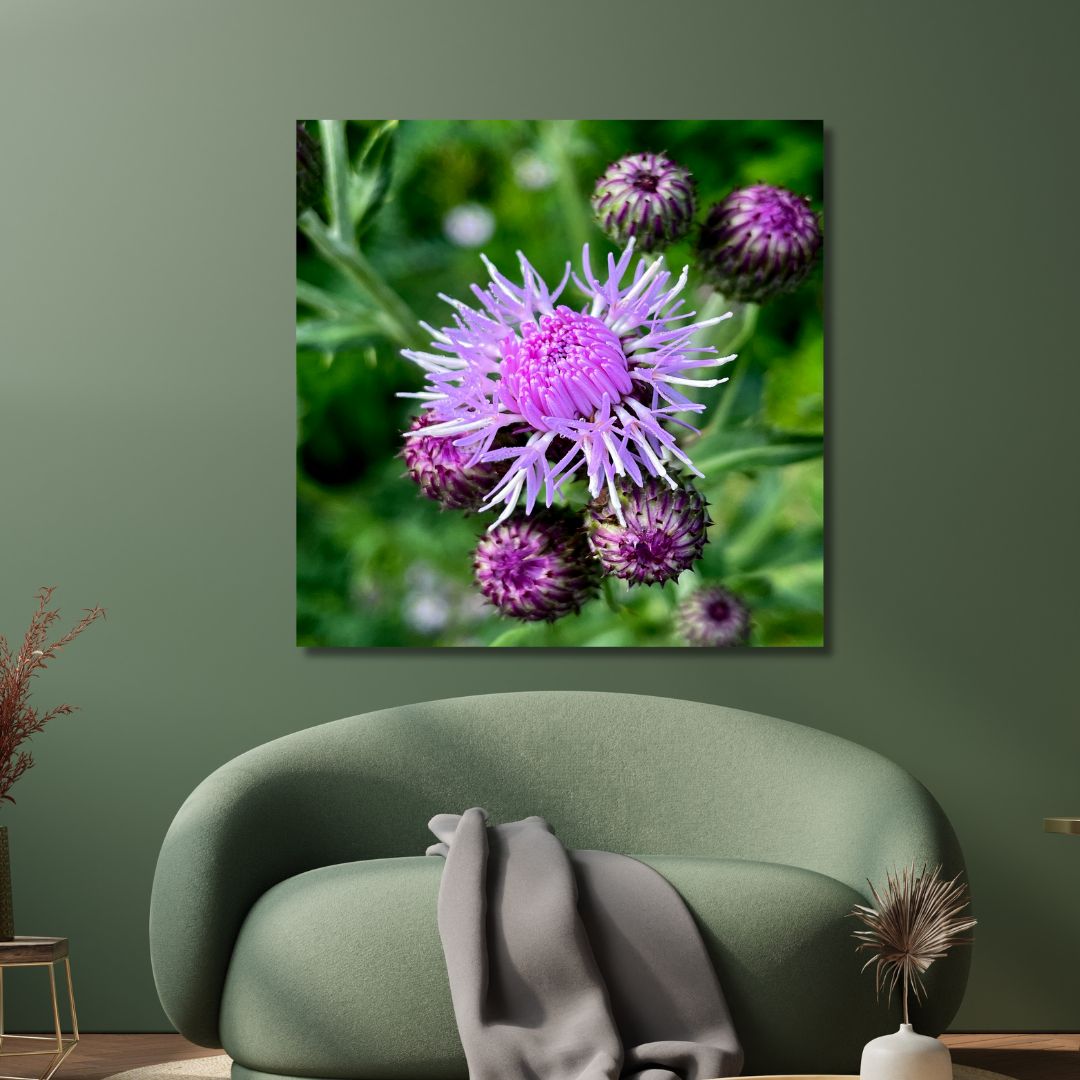 Young Thistle Photography Art - Designity Art