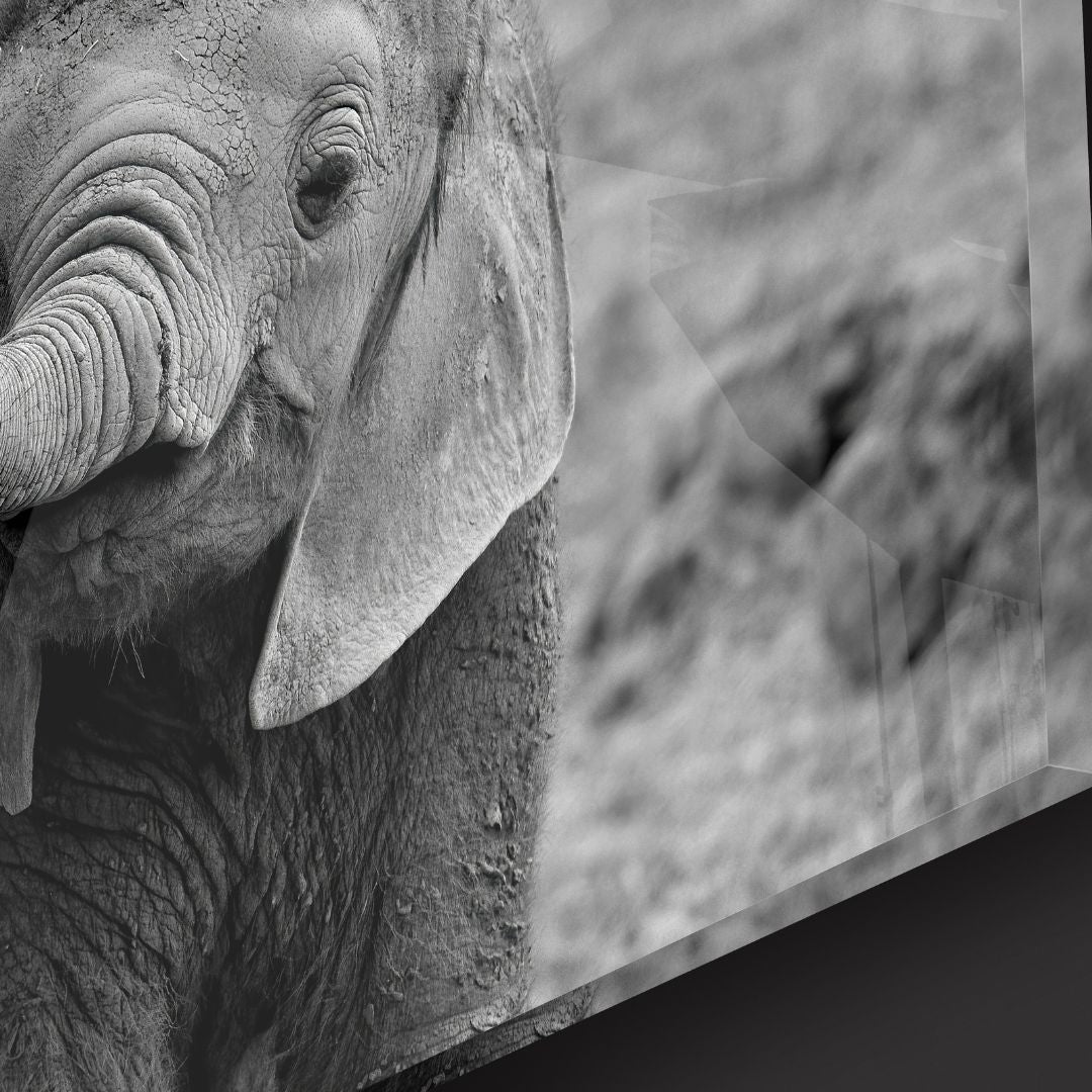 Black & White Baby Elephant Acrylic Glass Wall Art - Designity Art