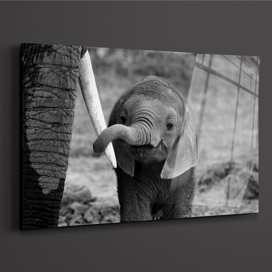 Black & White Baby Elephant Acrylic Glass Wall Art - Designity Art