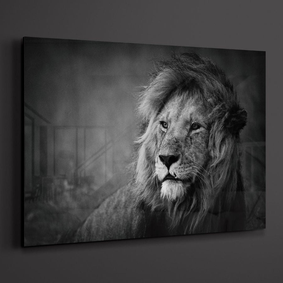 Black & White Lion Portrait Acrylic Glass Wall Art - Designity Art