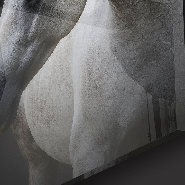 White Horse Portrait Acrylic Glass Wall Art - Designity Art